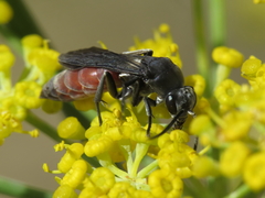 Pseudopompilus humboldti