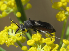 Pseudopompilus humboldti