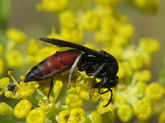 Pseudopompilus humboldti