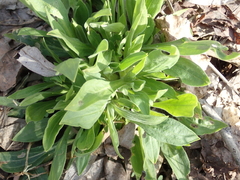 Silene