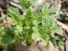 Leonurus glaucescens