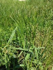 Glyceria notata