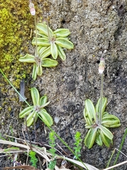 Pinguicula lusitanica