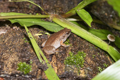 Cophixalus peninsularis