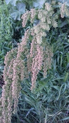 Rumex