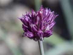Allium nathaliae