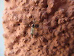 Microtendipes pedellus