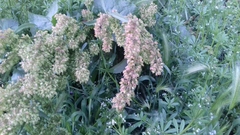 Rumex