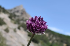 Allium nathaliae