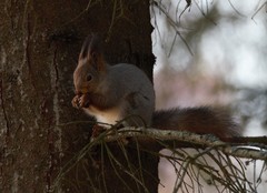 Sciurus vulgaris