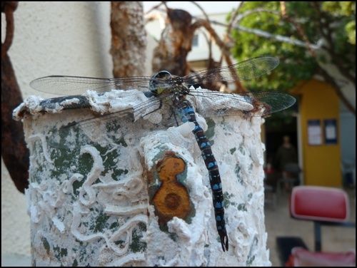 Šidlo pestré (Aeshna mixta)
