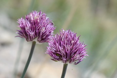 Allium nathaliae