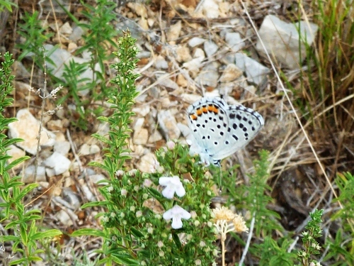 Istočni plavac (Pseudophilotes vicrama)