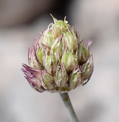 Allium nathaliae