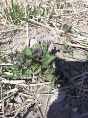 Urtica dioica dioica