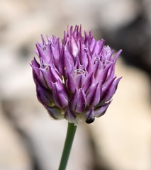 Allium nathaliae