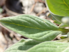 Cynoglossum officinale