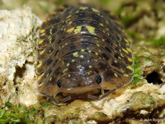 Merulana translucida
