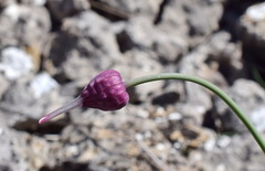 Allium nathaliae