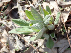 Cynoglossum officinale