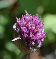 Allium nathaliae