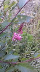 Onobrychis viciifolia