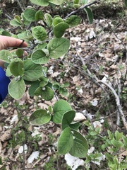 Cotoneaster tomentosus