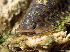 Merulana translucida