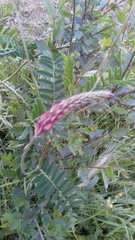 Onobrychis viciifolia