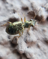 Asaphidion