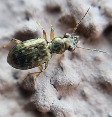 Asaphidion