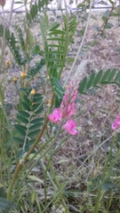 Onobrychis viciifolia