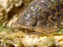 Merulana translucida