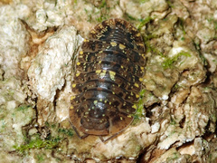 Merulana translucida