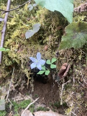 Anemonoides quinquefolia