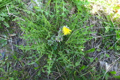 Taraxacum pulchrifolium