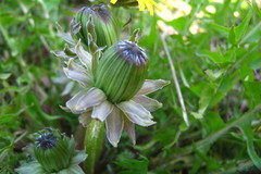 Taraxacum pulchrifolium