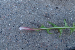 Taraxacum pulchrifolium