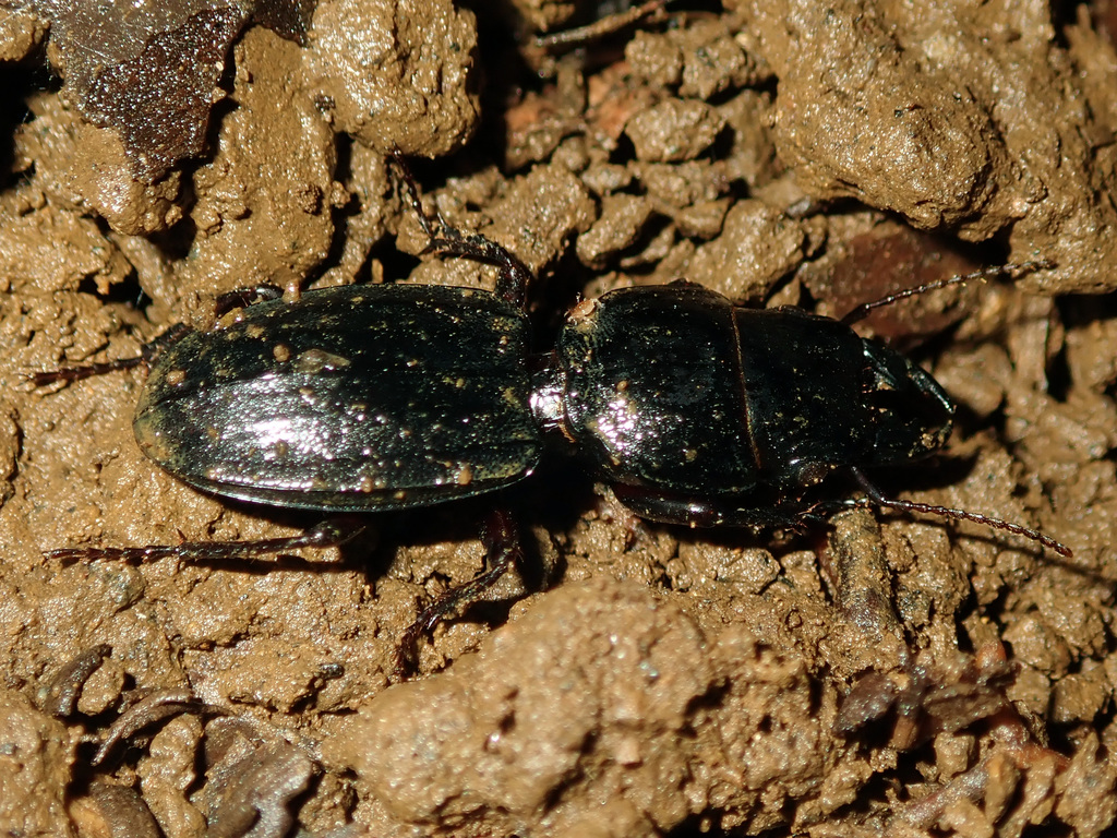 Anomophaenus
