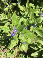 Pentaglottis sempervirens