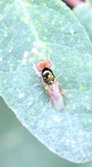 Microchrysa flaviventris