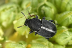 Bruchela suturalis