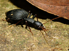 Cyphocoleus mirabilis
