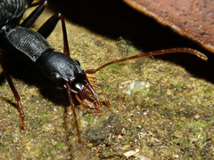 Cyphocoleus mirabilis