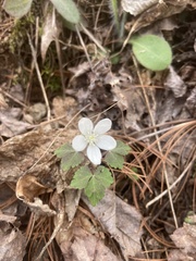 Anemonoides quinquefolia