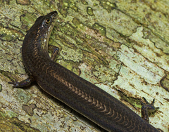Eroticoscincus graciloides