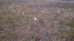 Anemone cylindrica