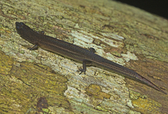 Eroticoscincus graciloides
