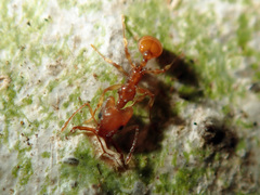 Orectognathus sarasini