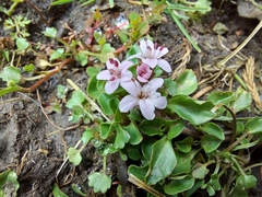 Lysimachia prolifera